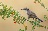 Image. White-browed Babbler