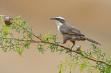 Image. White-browed Babbler