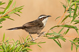 Image. White-browed Babbler
