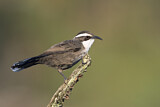 Image. White-browed Babbler