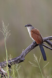 Image. White-browed Coucal