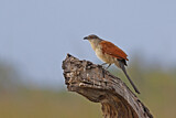 Image. White-browed Coucal