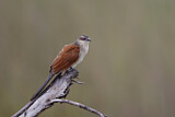 Image. White-browed Coucal
