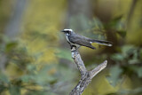 Image. White-browed Fantail