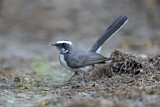 Image. White-browed Fantail