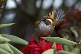 Image. White-browed Fulvetta