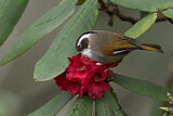 Image. White-browed Fulvetta