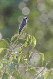 Image. White-browed Purpletuft