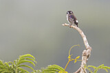 Image. White-browed Purpletuft