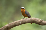 Image. White-browed Robin-Chat