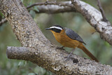 Image. White-browed Robin-Chat