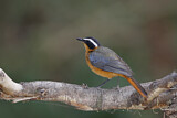 Image. White-browed Robin-Chat