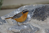 Image. White-browed Robin-Chat