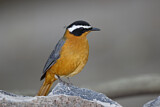 Image. White-browed Robin-Chat