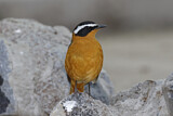 Image. White-browed Robin-Chat