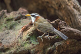Image. White-browed Scimitar Babbler