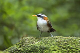 Image. White-browed Scimitar Babbler