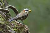 Image. White-browed Scimitar Babbler