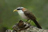 Image. White-browed Scimitar Babbler