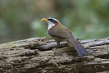 Image. White-browed Scimitar Babbler