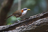 Image. White-browed Scimitar Babbler