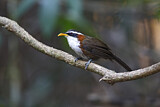 Image. White-browed Scimitar Babbler