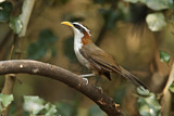 Image. White-browed Scimitar Babbler