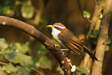 Image. White-browed Scimitar Babbler