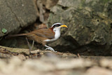 Image. White-browed Scimitar Babbler