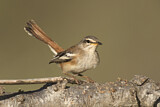 Image. White-browed Scrub Robin
