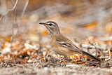 Image. White-browed Scrub Robin