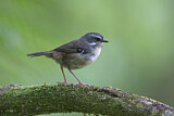 Image. White-browed Scrubwren