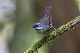 Image. White-browed Scrubwren