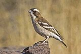 Image. White-browed Sparrow-Weaver