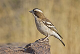 Image. White-browed Sparrow-Weaver