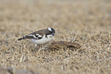 Image. White-browed Sparrow-Weaver