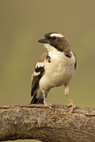 Image. White-browed Sparrow-Weaver