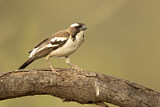 Image. White-browed Sparrow-Weaver