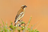 Image. White-browed Sparrow-Weaver