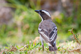 Image. White-browed Sparrow-Weaver
