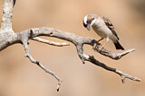 Image. White-browed Sparrow-Weaver