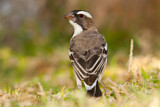Image. White-browed Sparrow-Weaver