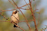 Image. White-browed Sparrow-Weaver