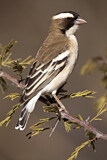 Image. White-browed Sparrow-Weaver