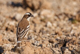 Image. White-browed Sparrow-Weaver