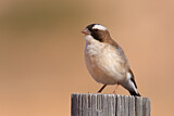 Image. White-browed Sparrow-Weaver