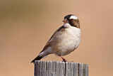 Image. White-browed Sparrow-Weaver