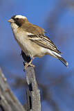 Image. White-browed Sparrow-Weaver