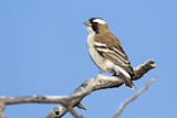 Image. White-browed Sparrow-Weaver