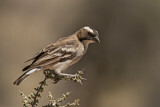 Image. White-browed Sparrow-Weaver